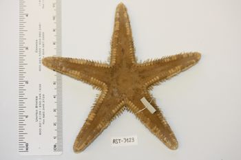 Media type: image;   Invertebrate Zoology AST-3123 Description: Preserved specimen.;